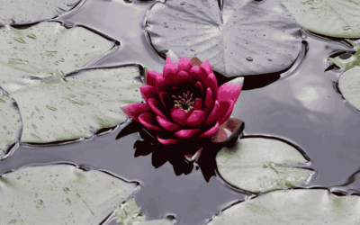 Psychosomatische  Wirkungen der Asana Praxis