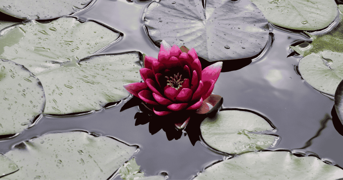 Meditation im Tripada Yoga - die Lotusblüte als Symbol